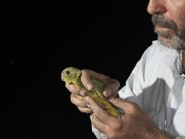Ecologist Steve Murphy and a night parrot.