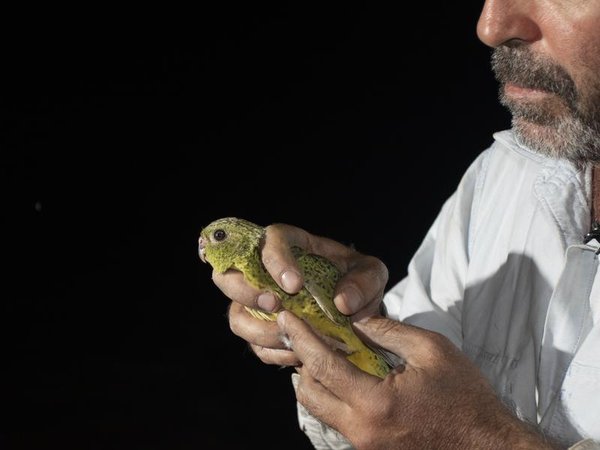 Ecologist Steve Murphy and a night parrot.