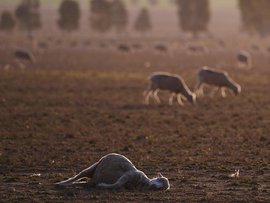 A dead sheep among a mob during a drought (file image)
