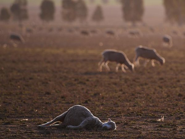 A dead sheep among a mob during a drought (file image)