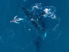 A humpback whale gives birth off NSW's north coast