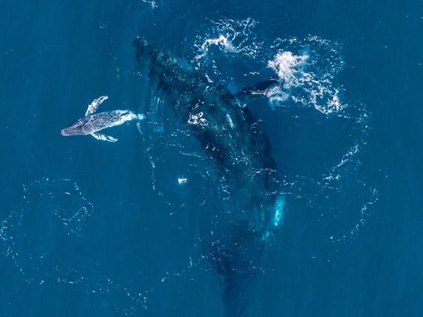 A humpback whale gives birth off NSW's north coast