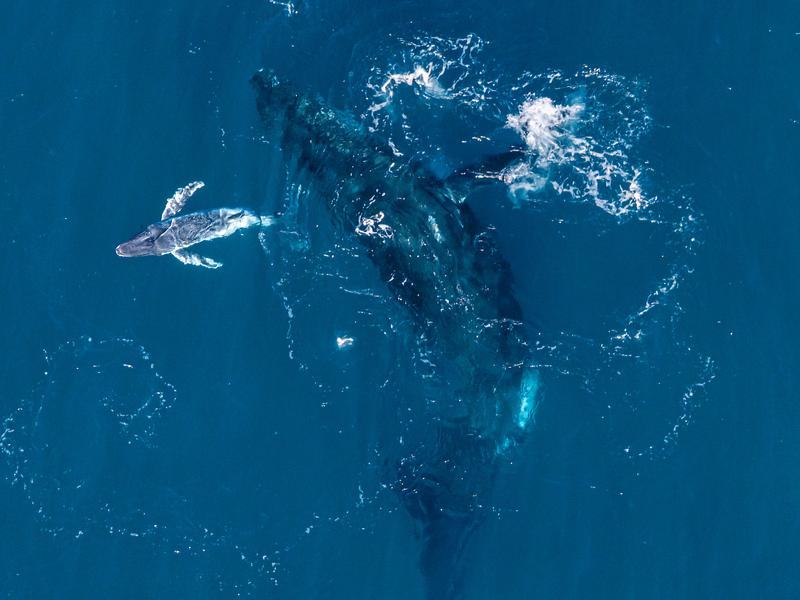A humpback whale gives birth off NSW's north coast