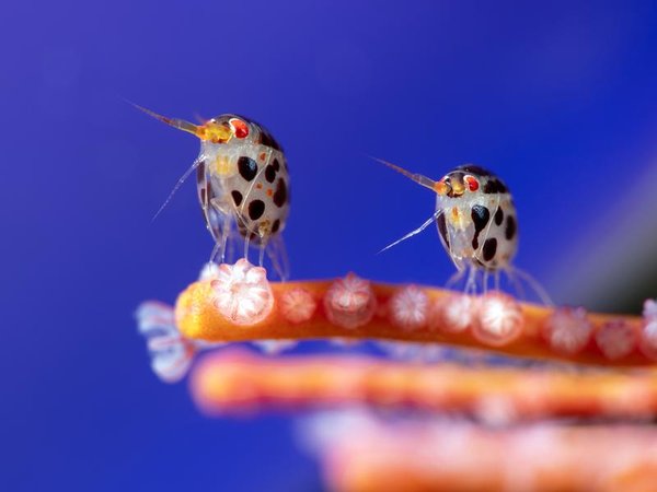 Photo by Yury Ivanov of amphipods resting on a coral