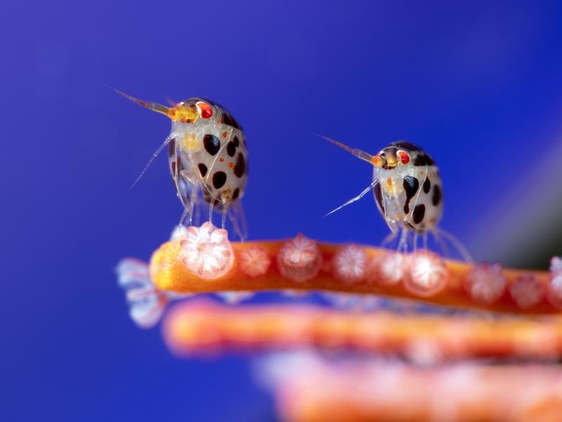Photo by Yury Ivanov of amphipods resting on a coral