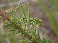 Sydney Gum Leaf Katydid, Terpandrus horridus