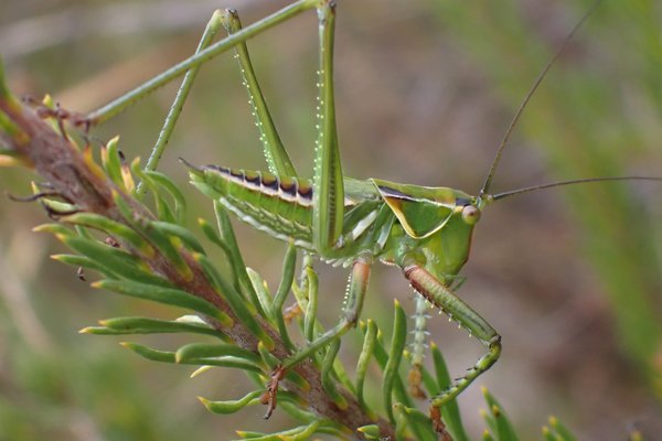 Sydney Gum Leaf Katydid, Terpandrus horridus
