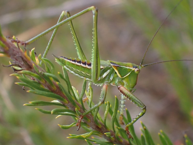 Sydney Gum Leaf Katydid, Terpandrus horridus