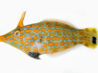 Beaked Leatherjacket collected on the Mindoro Island