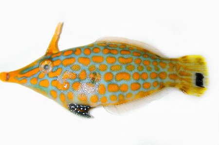 Beaked Leatherjacket collected on the Mindoro Island