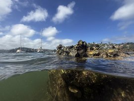 An oyster reef at Hallstrom Point in Middle Harbour, Sydney
