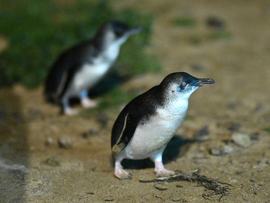 Little penguins on Philip Island