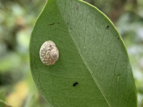 Diastole conula, a microcystid found on Rarotonga