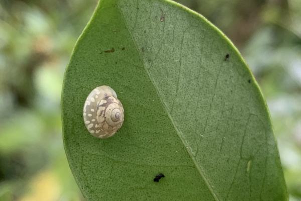Diastole conula, a microcystid found on Rarotonga