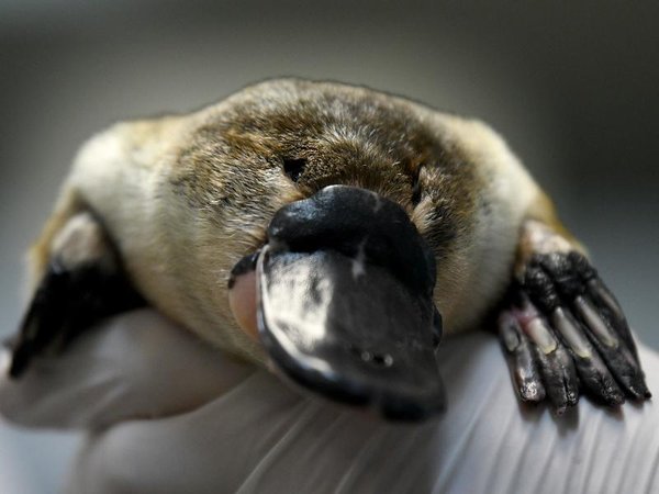 Platypus (file)