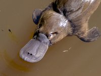 Platypus
