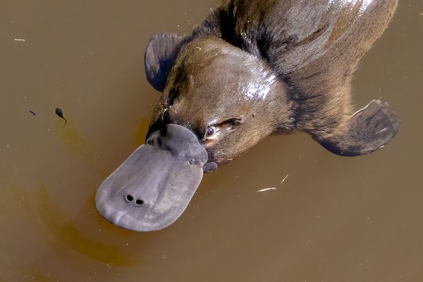 Platypus