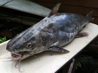 Shieldhead Catfish