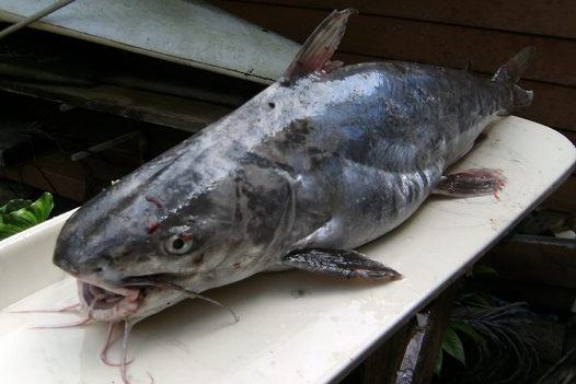 Shieldhead Catfish