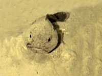 A fathead, Psychrolutes, on the North West Shelf