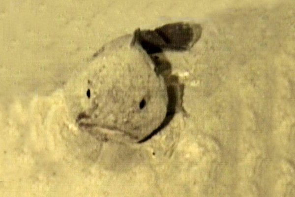 A fathead, Psychrolutes, on the North West Shelf