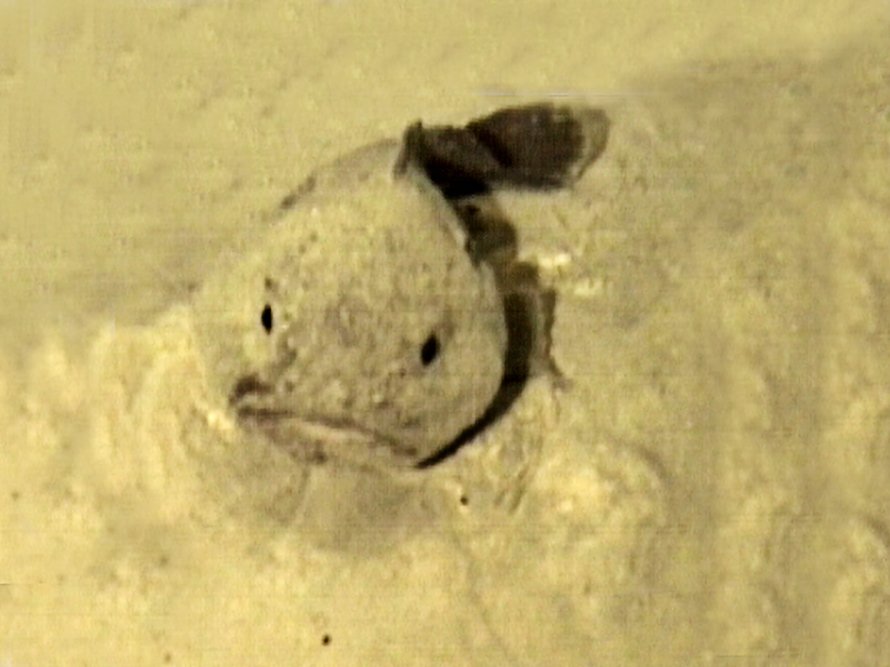 A fathead, Psychrolutes, on the North West Shelf