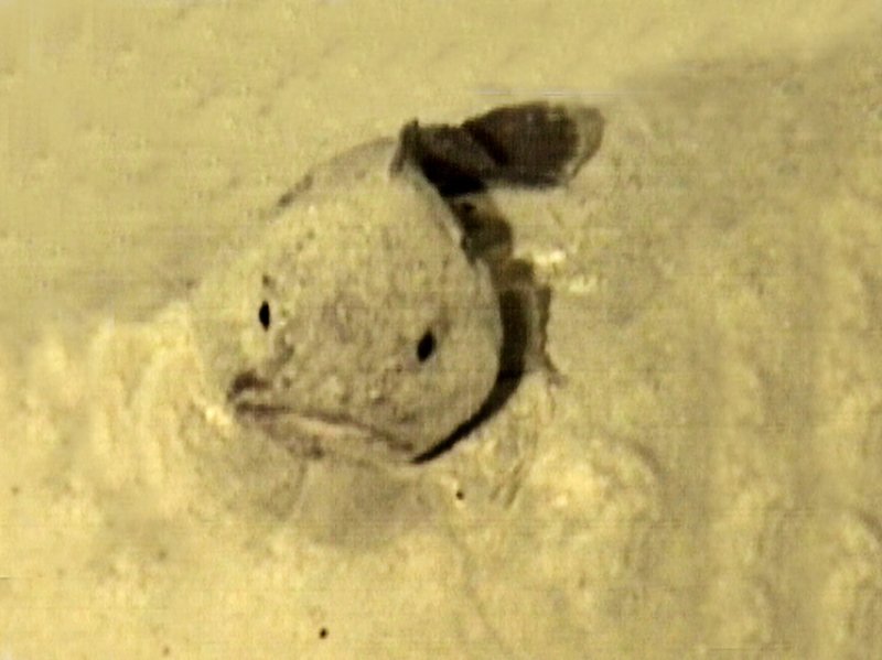 A fathead, Psychrolutes, on the North West Shelf