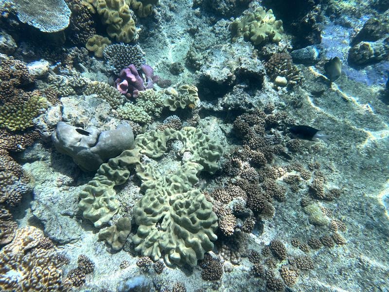 Coral is seen at Moore Reef at the Reef Magic pontoon