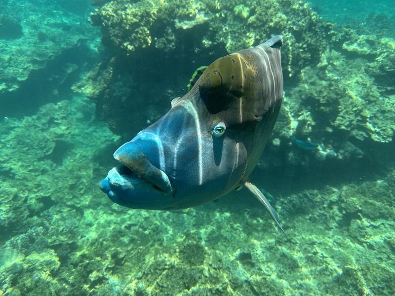 A Maori Wrasse is seen at Moore Reef