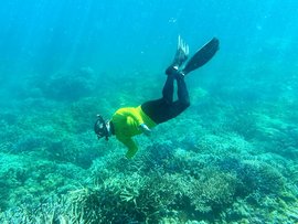 reef