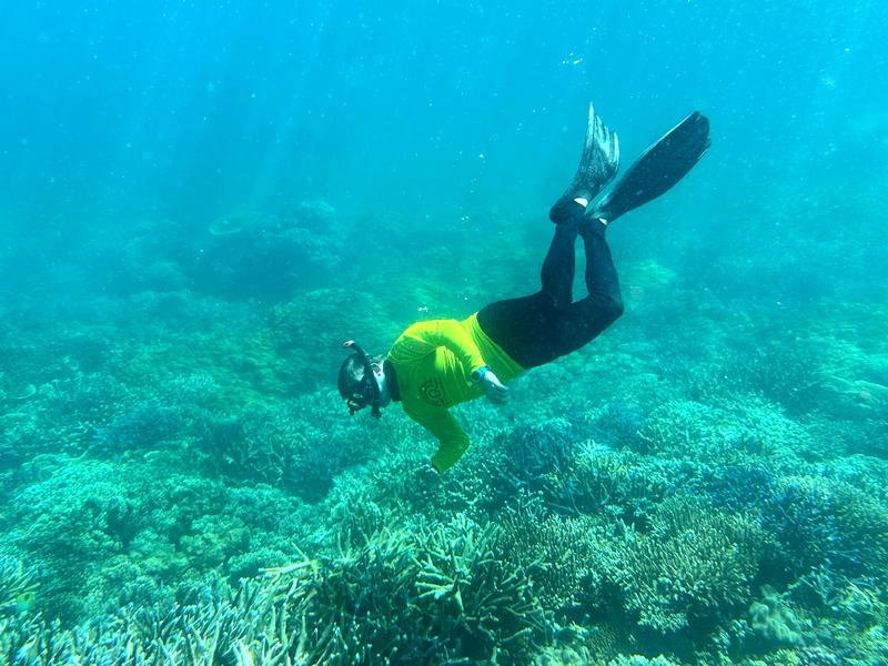 A biologist inspects coral on the Great Barrier Reef