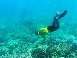 Inspecting coral off Cairns (file)