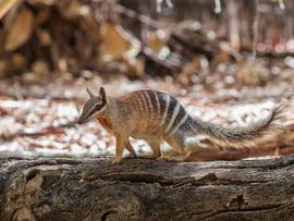 numbats