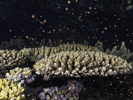 Coral spawning