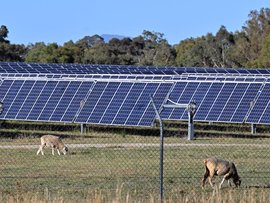 Sheep graze near solar panels (file image)