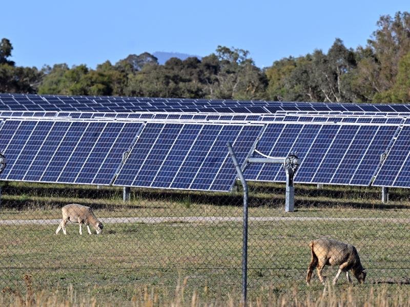 Sheep graze near solar panels (file image)