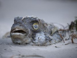 Dead fish at West Beach, South Australia's algal bloom crisis