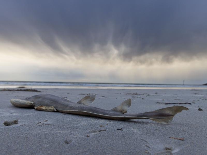 A file photo of a dead fish 