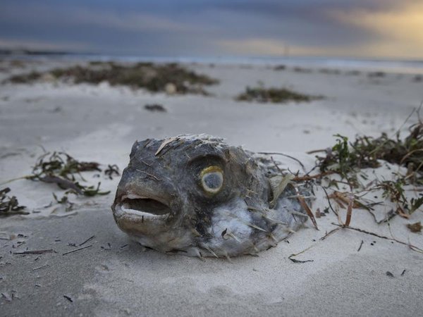 Dead fish at West Beach, South Australia's algal bloom crisis