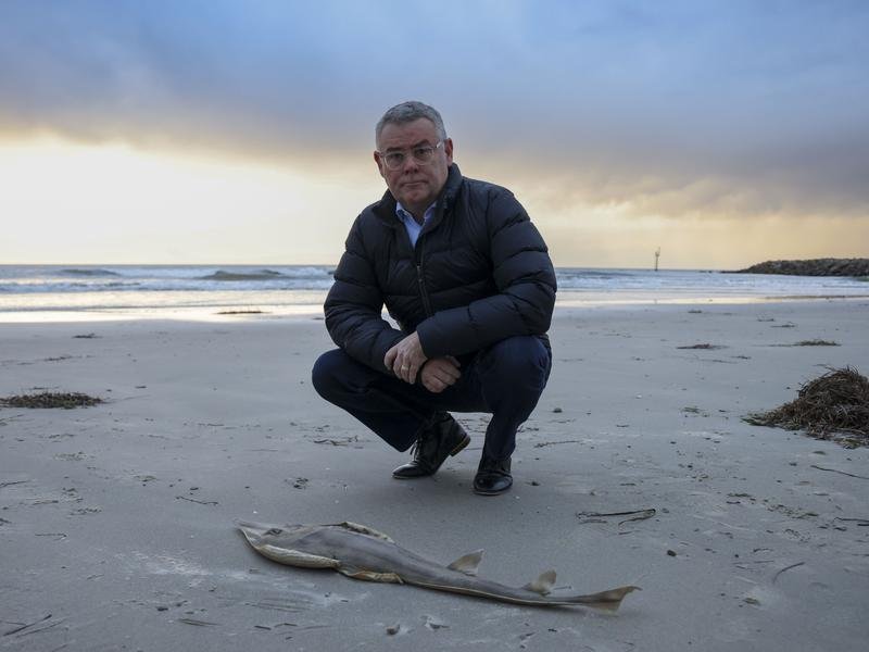 Federal Environment and Water Minister Murray Watt