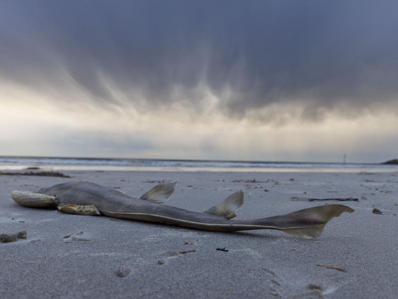 Dead fish at West Beach, South Australia