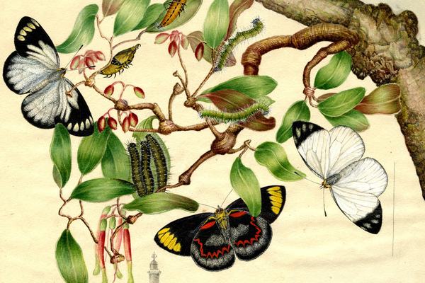 Illustration by the Scott Sisters