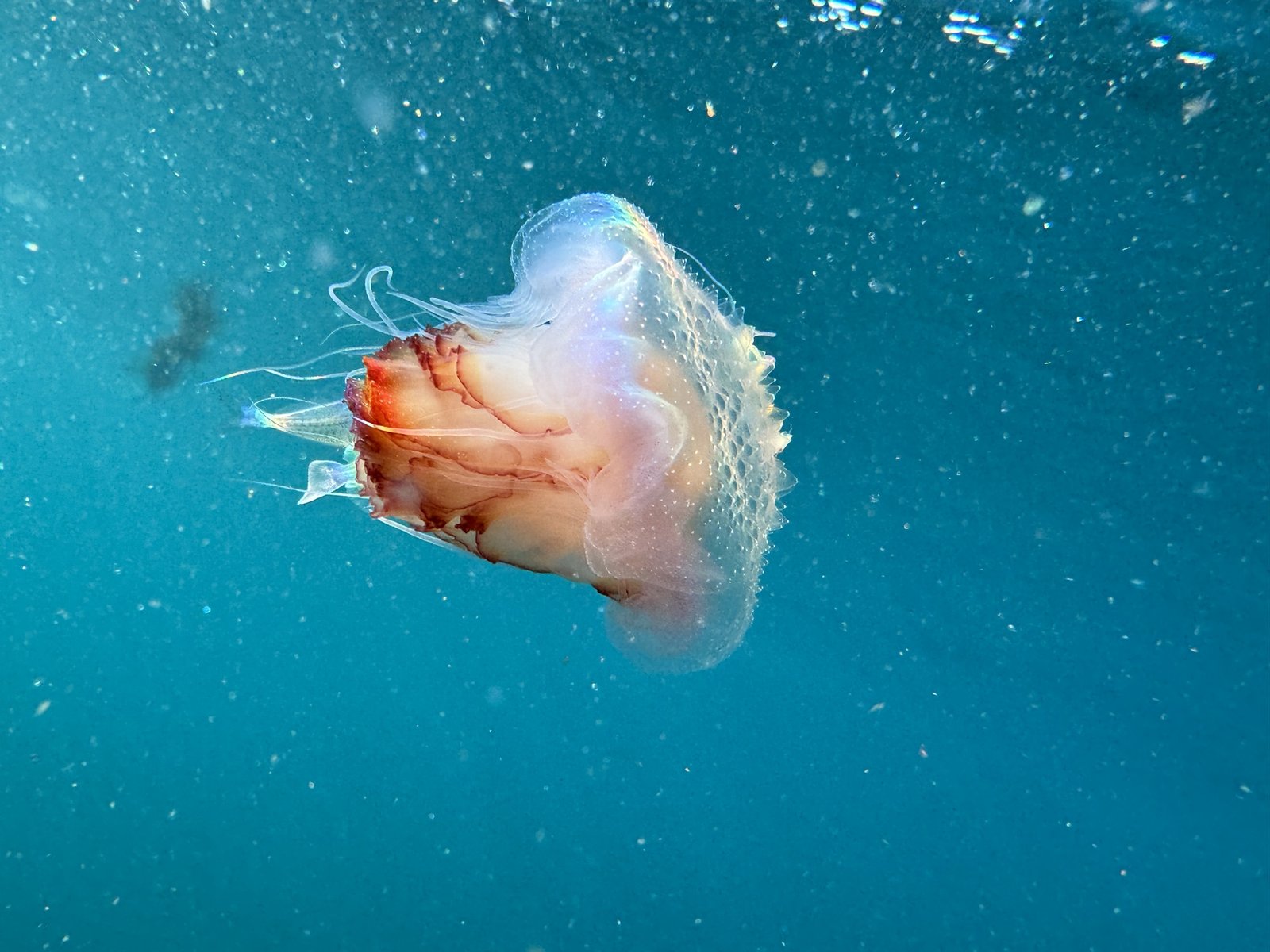 Pink Lion's Mane Jellyfish, Cyanea rosea