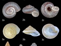 Land Snails