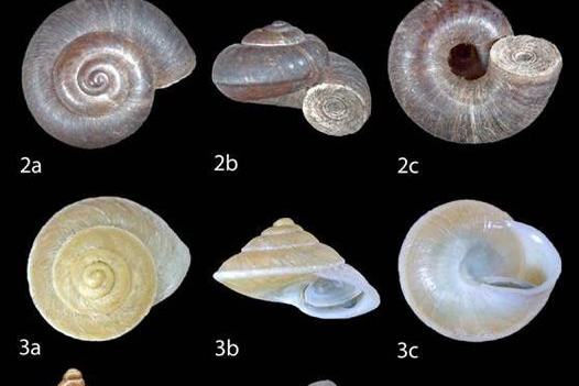 Land Snails