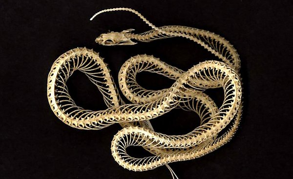 Skeleton of Eastern Brown Snake, Pseudonaja textilis.