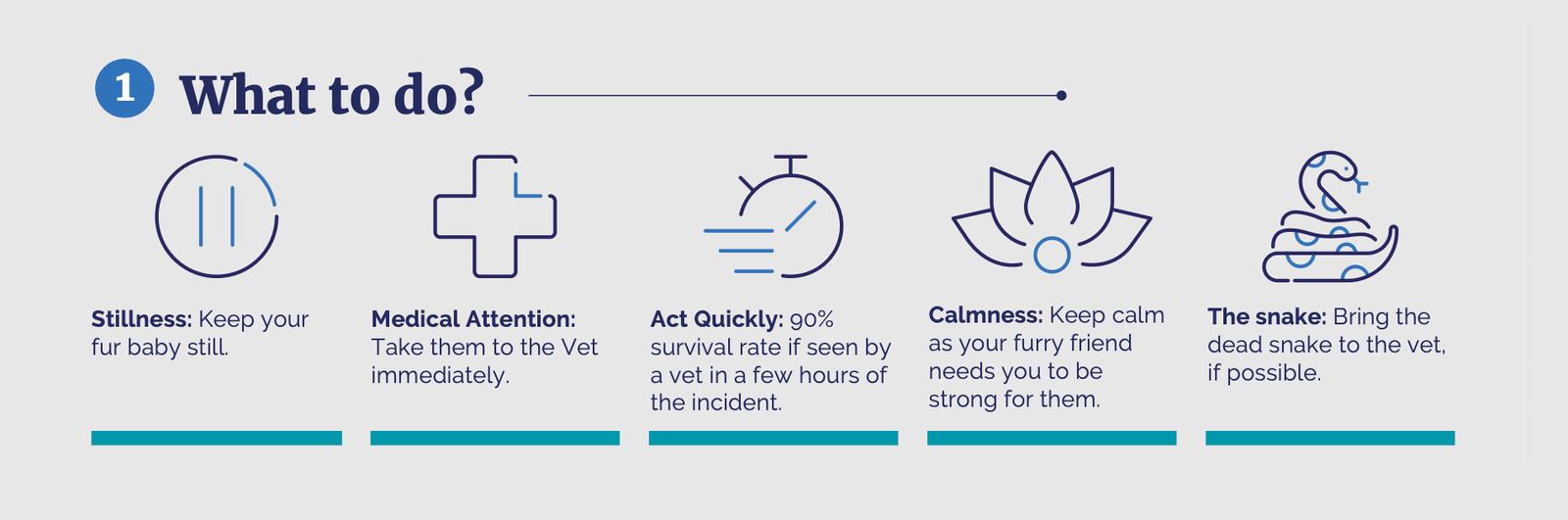 Infographic of what to do if a pet is suspected to have been bitten by a snake.