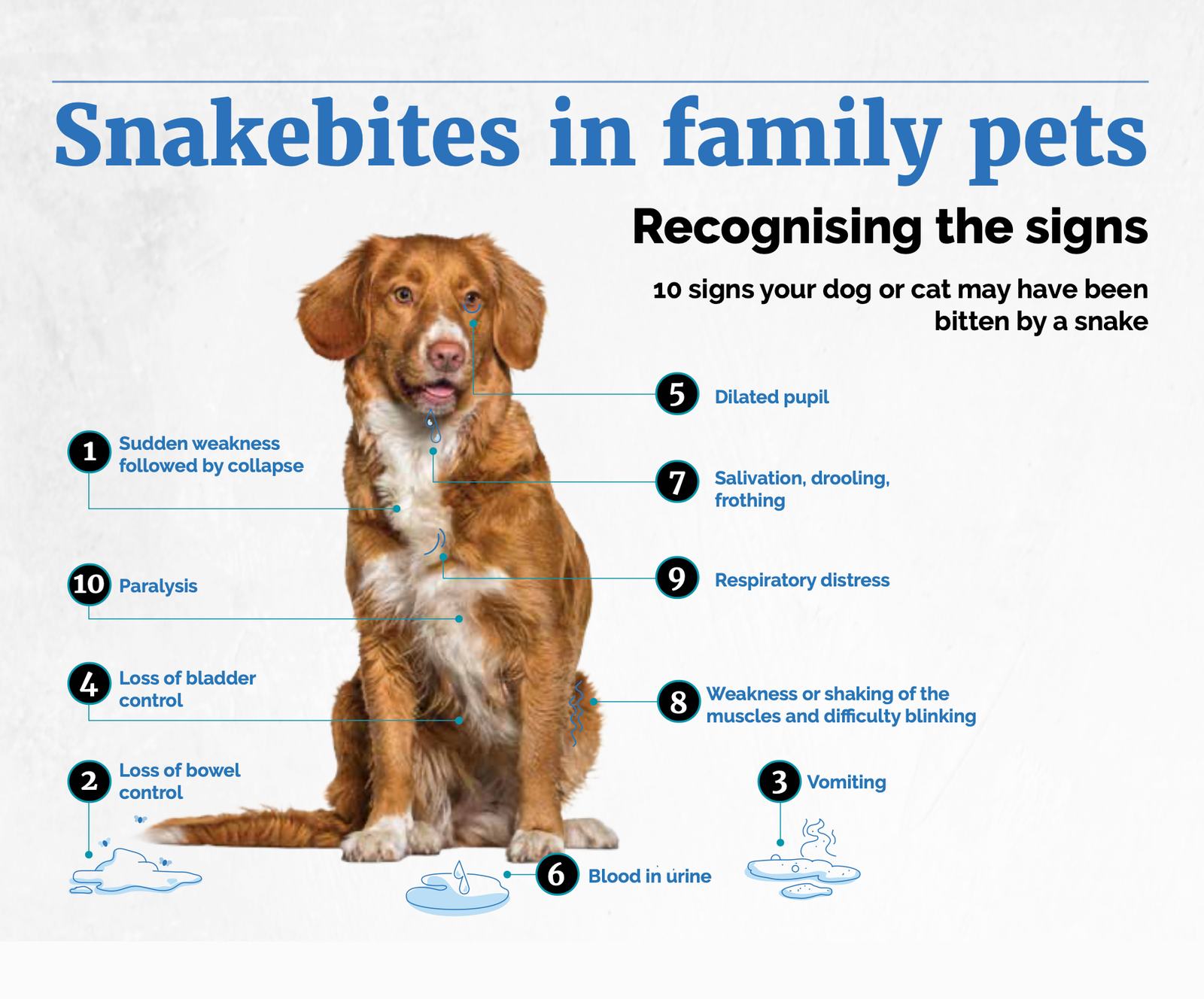 An infographic of a dog with notes on signs a dog or cat may have been bitten by a snake. 1: Sudden weakness followed by collapse. 2: Loss of bowel control. 3: Vomiting. 4: Loss of bladder control. 5: Dilated pupil. 6: Blood in urine. 7: Salivation, drooling, frothing. 8: Weakness or shaking of the muscles and difficulty blinking. 9: Respiratory distress. 10: Paralysis.