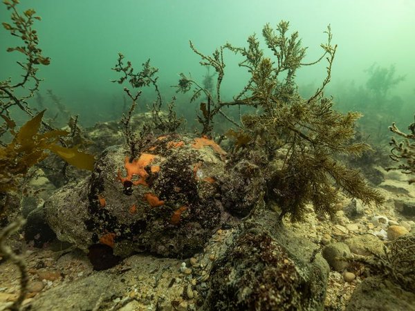 a toxic algal bloom
