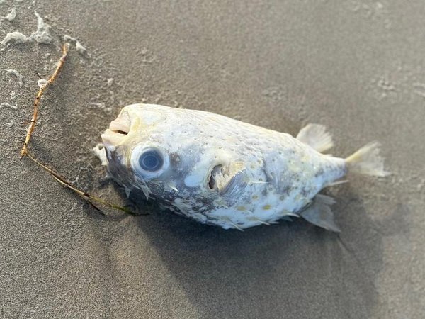 Marine life washed up on shore